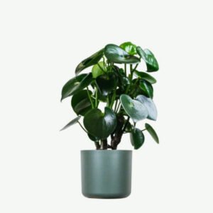 plants ecommerce product featured img 6