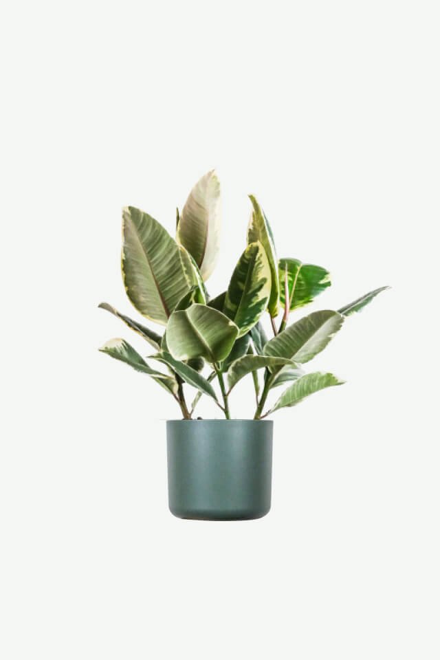 plants ecommerce product featured img 7 plants ecommerce product featured img 7